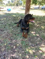 Rottweiler Inscritos Kcc