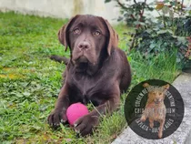 Cachorros Labrador Chocolate De Campo, Sanos Y Puros