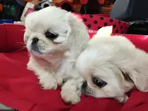 Cachorros Pequines Mini