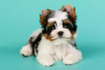 Cachorro Yorkie Biewer Perro Yorkshire Terrier Biewer 