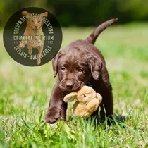 Cachorros Y Cachorras Labrador Chocolate Pureza A La Vista!