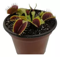 Planta Carnívora Venus Atrapamoscas Dionaea Muscipula El Rey