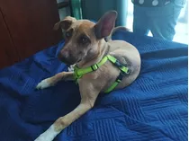 Perra Cachorra De 5 Meses En Adopción 