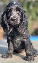 Cachorros Cocker Spaniel Ingles 