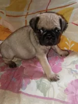 Cachorros Pug Carlino Hembra Y Macho 350