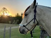 Maroma Bozales Para Caballo