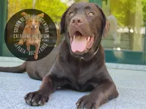 Cachorros Labrador Chocolate Consulte Envios A Todo El Pais