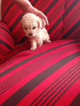 Se Venden Hermosos Frenchs Poodle 