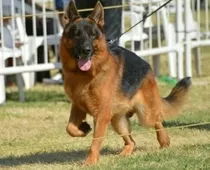 Super Cachorro De Ovejero Aleman