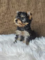 Yorkshire Terrier Cachorra Mini 