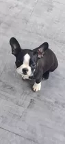 Boston Terrier