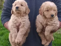 Golden Retriever Entregas En Todo En Ecuador