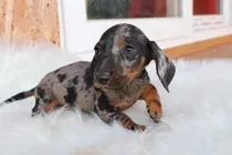 Perro Salchicha Dachshund Miniatura Exóticos