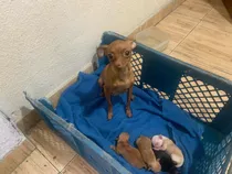 Hermosos Cachorros Pincher Miniatura