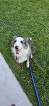 Border Collie Blue Merle Busca Novia - Servicio De Monta