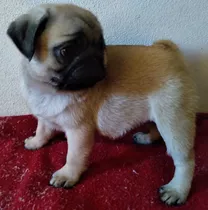 Pug Carlino Cachorros. Machitos Hermosos! 