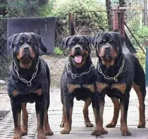 Rottweiler Cachorros Selección 1