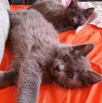 Gatinhos Nebelung