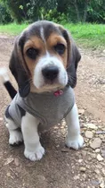 Cachorros Beagle Padres Importados 