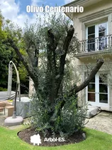 Arbol Longevo Olivo De 100 Años De Vida