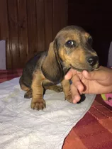 Nuevo Cachorro Dachshund, Salchicha O Teckel Cafe 