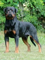 Rottweiler Filhotes (45 Dias )frete Grátis