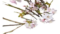 Arbolito Cerezo Japonés Sakura Injertado Yamasakura