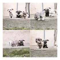 Hermosos Schnauzer Mini Toy 100 