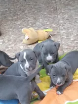 Chachorro Pitbulls Blue