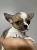 Macho Chihuahua Inscrito