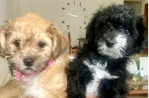 Se Vende Perro De La Raza Poodle (2meses)