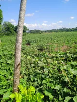 Te Vendo Terreno En Puñal Cerca De Santiago Y La Vega 