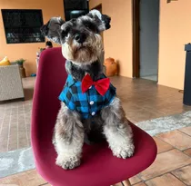 Cachorros Schnauzer 