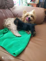 Yorkshire Terrier Mini 