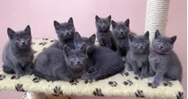 Gatos Cinza Blue Chartreux Azul