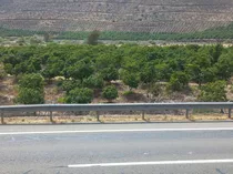 Parcela Agriola En Producción De Paltos. Con Abundante Agua.