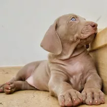 Weimaraner Filhote Com Pedigree - Entrega Dia 15 De Maio!! 