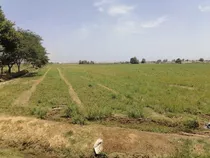 Terreno 3.60 Hectáreas En Agua Santa San Clemente De Pisco 