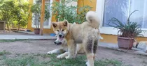 Cachorro Akita Inu 