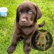 Cachorros Labrador Vacunados Y Desparasitados + Libreta