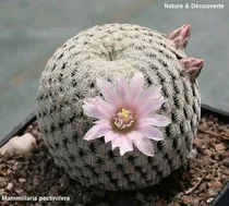 Cactus Exótico Mammillaria Pectinifera Biznaga Cochilinque