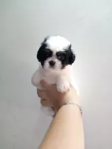 Bella Cachorra De Poodle Miniatura