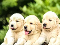 Mis Hermosas Cachorras Golden Te Vas A Enamorar