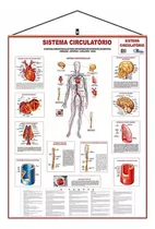 Mapa Do Corpo Humano Sistema Circulatório Laminado Banner