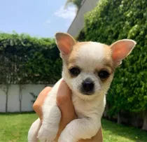 Cachorros Chihuahuas 100% Puros