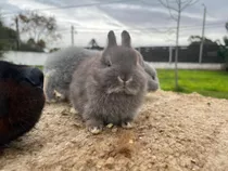 Conejitos Neterland Puros Los Más Chiquititos En Uruguay