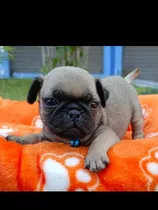 Cachorros Pug Carlino 