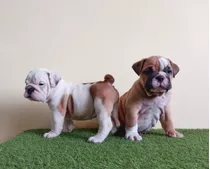 Cachorros Bulldog Inglés 