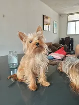 Yorkshire Terrier Mini