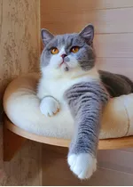 Filhotes - Raça British Shorthair - Cor Bicolor Blue